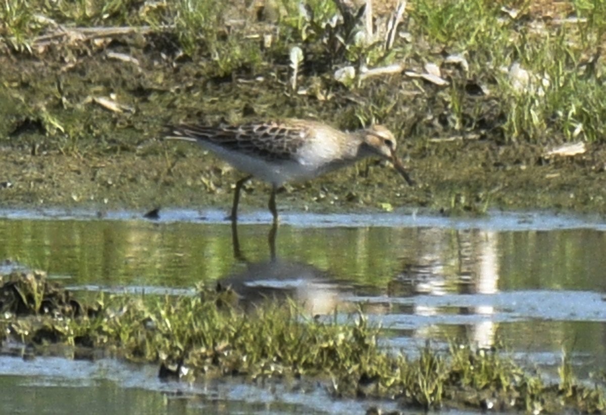 Pectoral Sandpiper - Gord Gadsden