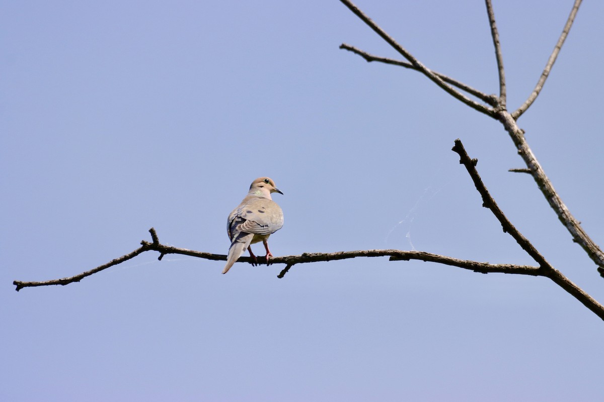 Mourning Dove - ML619425221