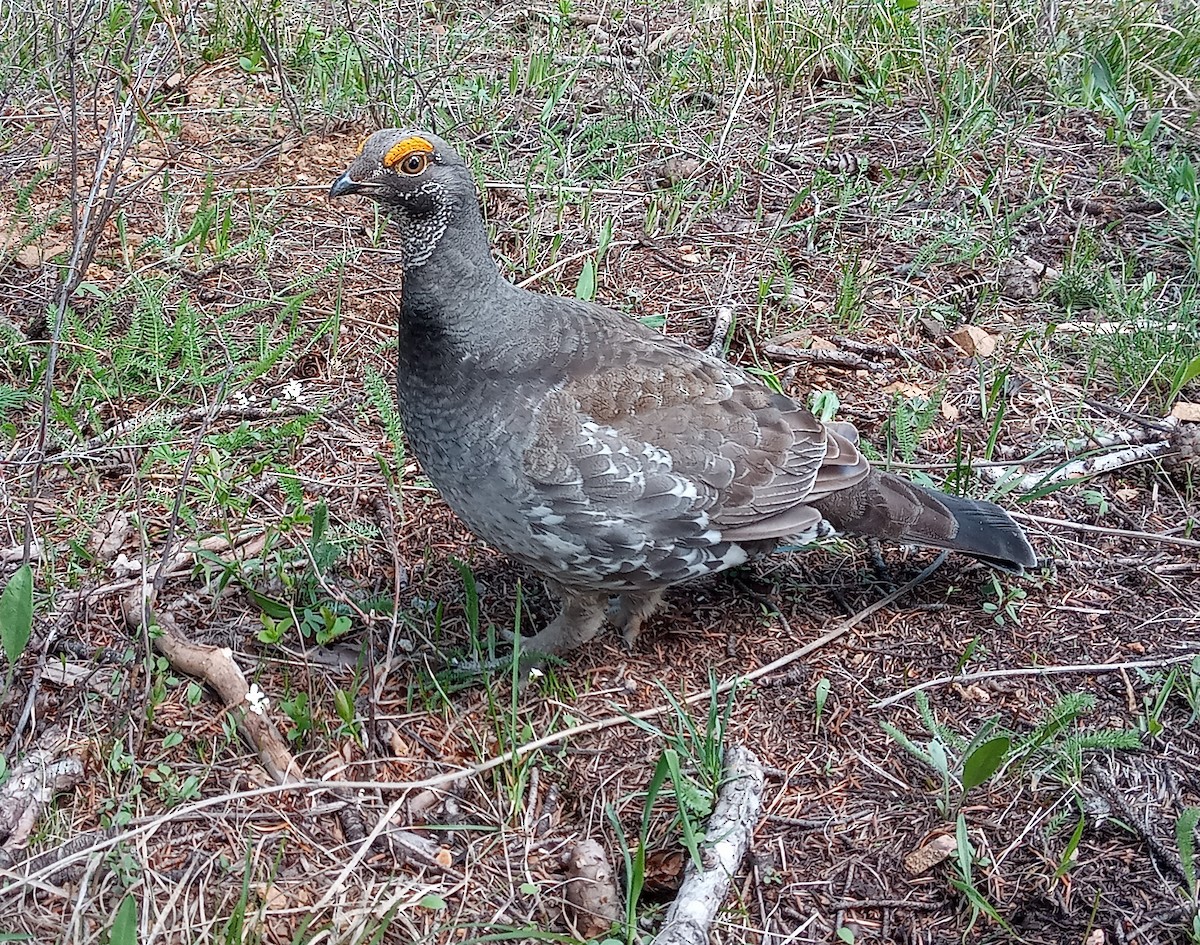 Dusky Grouse - John Parker