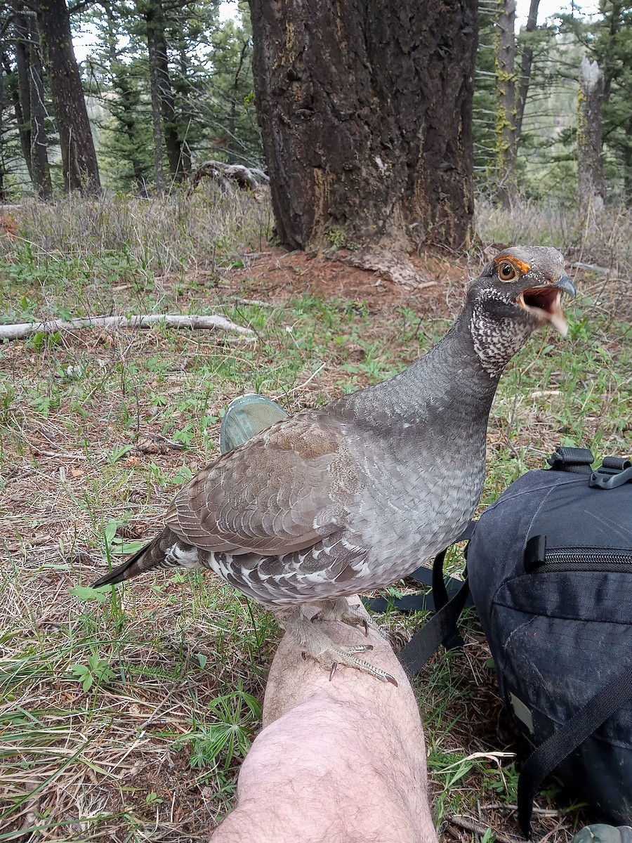 Dusky Grouse - John Parker