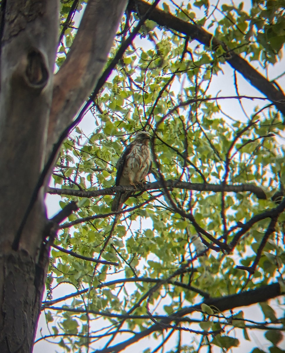 Broad-winged Hawk - Nick Ferrauolo