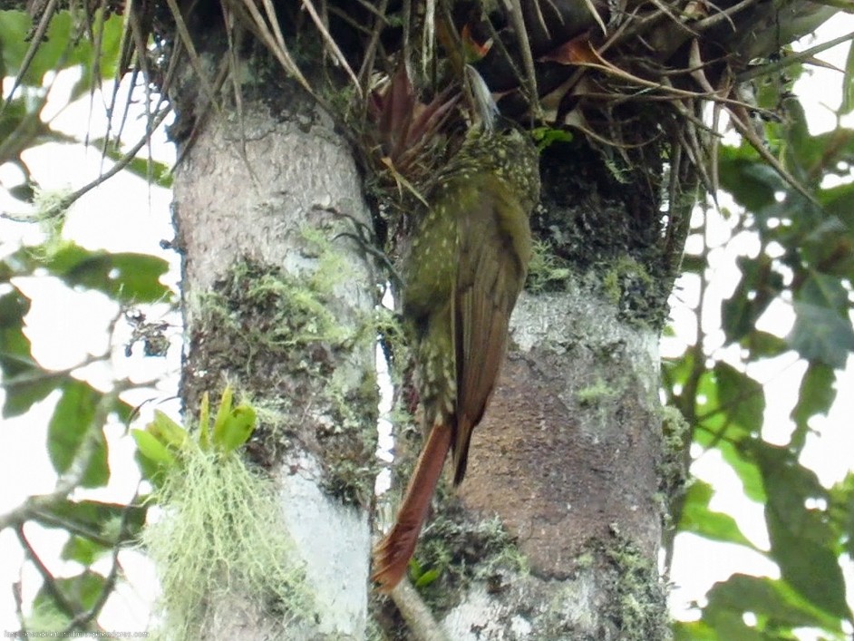 Xiphorhynchus sp. - Sebastián Berrío