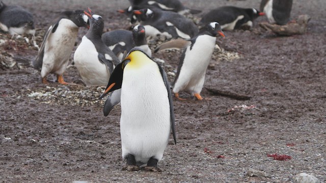 Gentoo Penguin - ML619425237