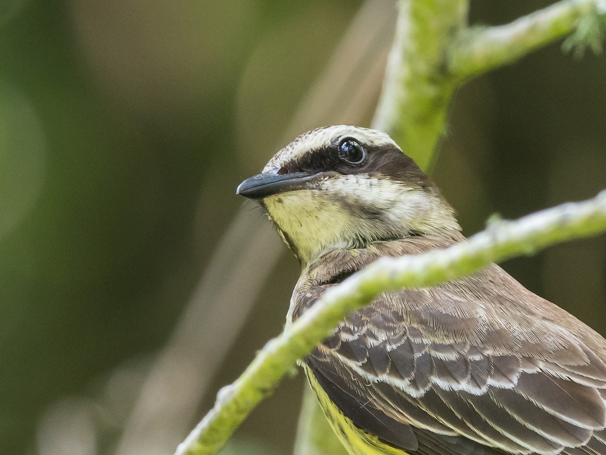 Piratic Flycatcher - Bob Friedrichs