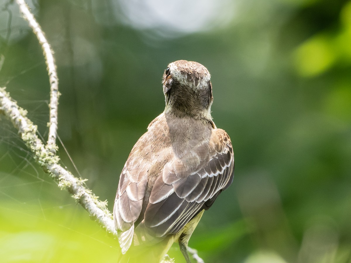 Piratic Flycatcher - ML619425240