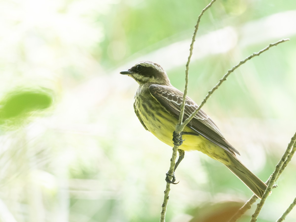 Piratic Flycatcher - Bob Friedrichs