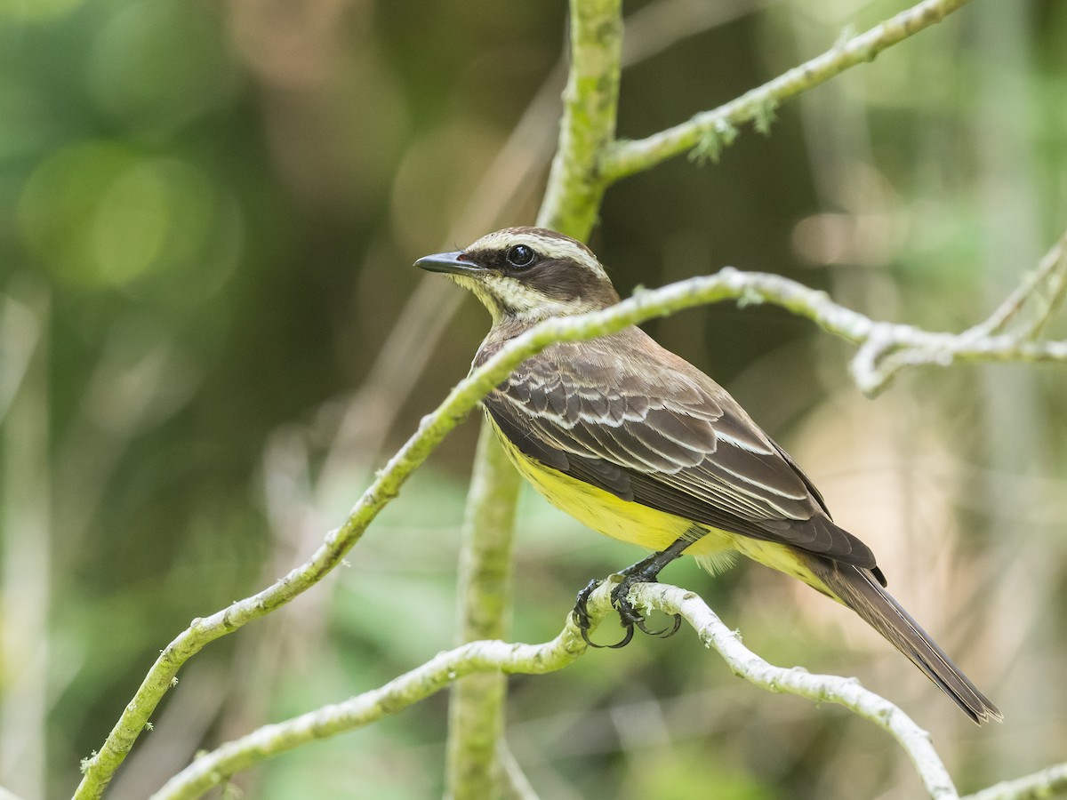 Piratic Flycatcher - Bob Friedrichs