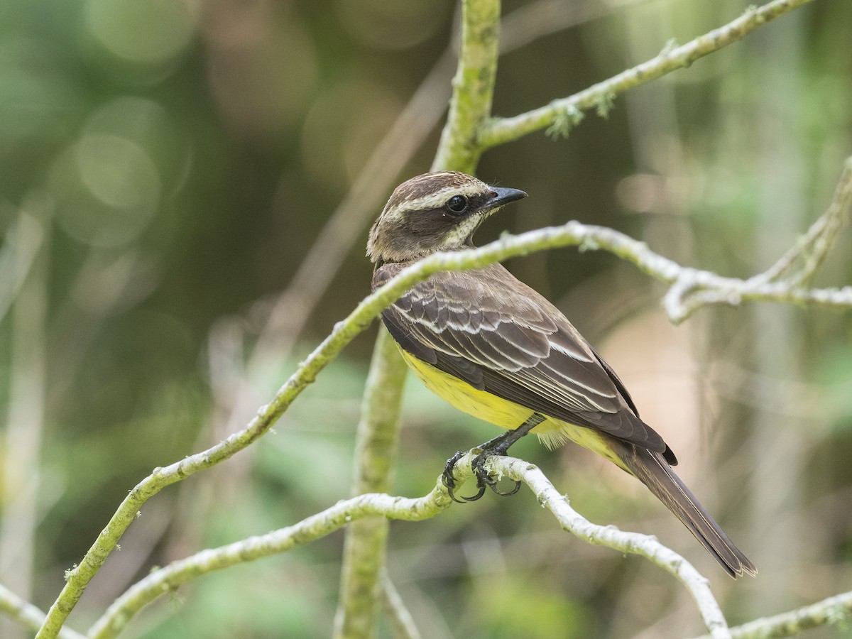 Piratic Flycatcher - Bob Friedrichs