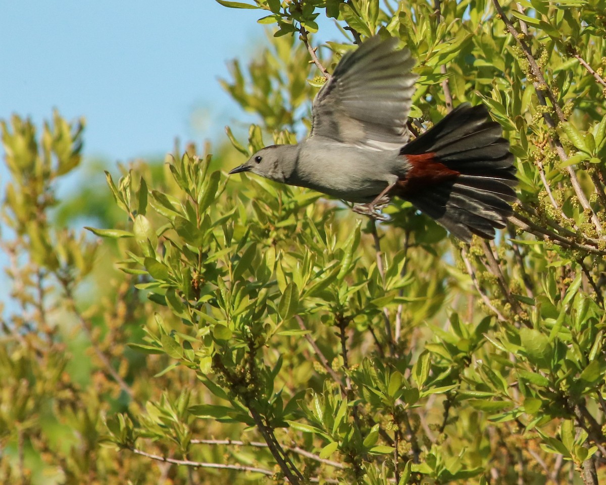 Gray Catbird - Tom Fesolowich