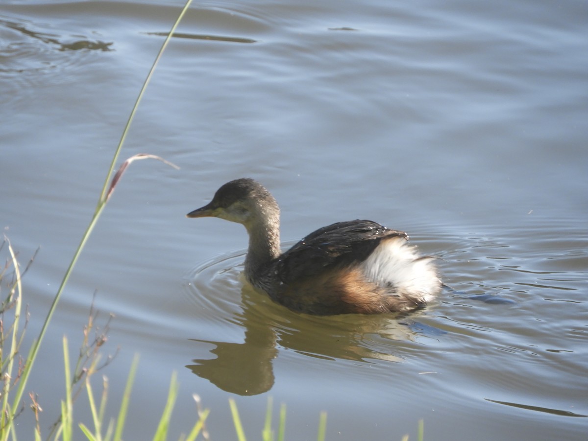 Australasian Grebe - Charles Silveira