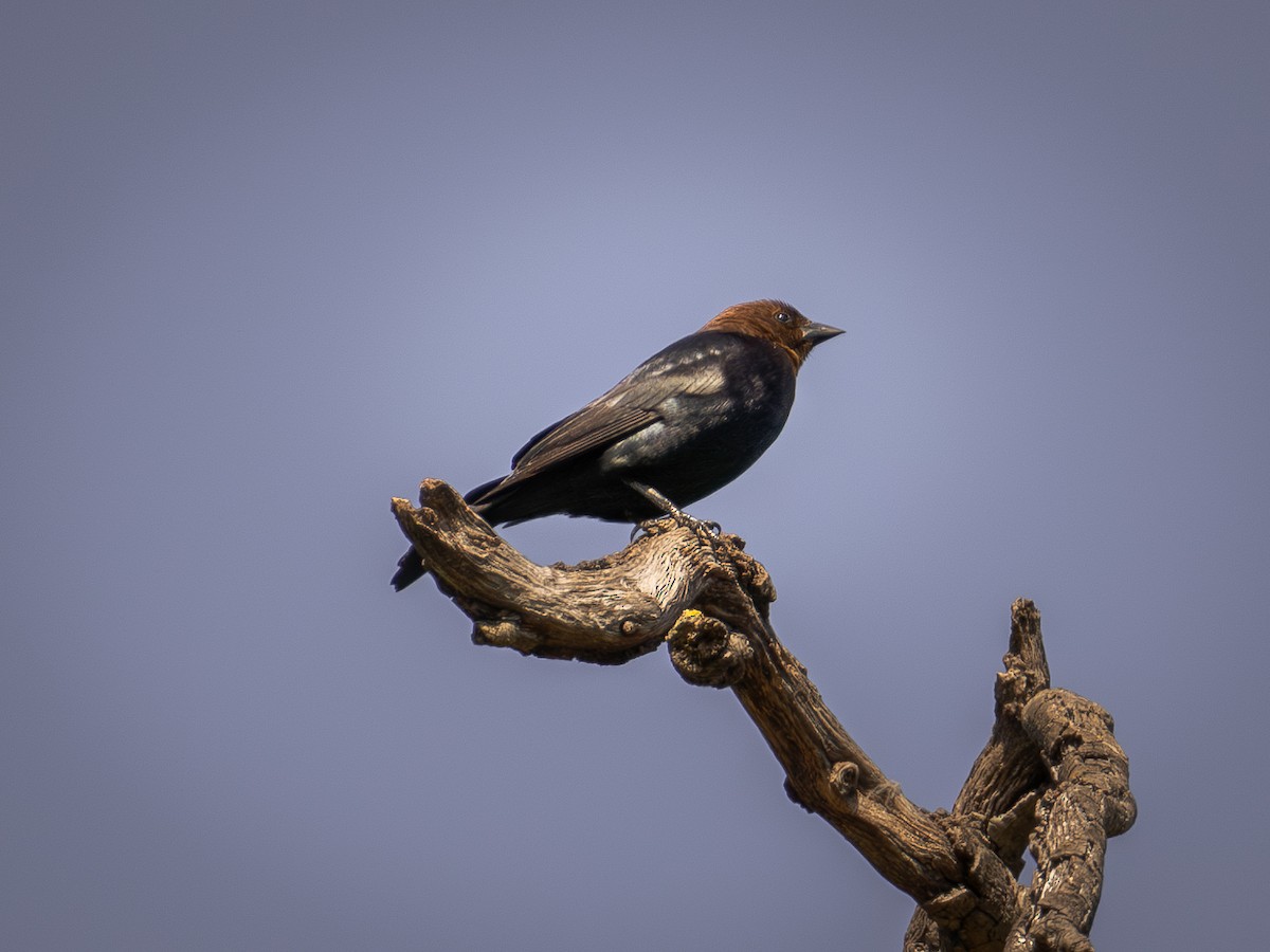 Brown-headed Cowbird - Richie Frerking