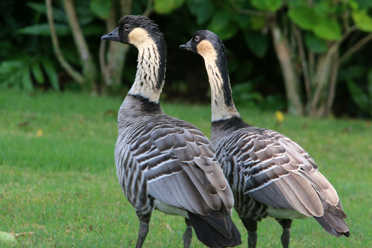 Hawaiian Goose - William Clark