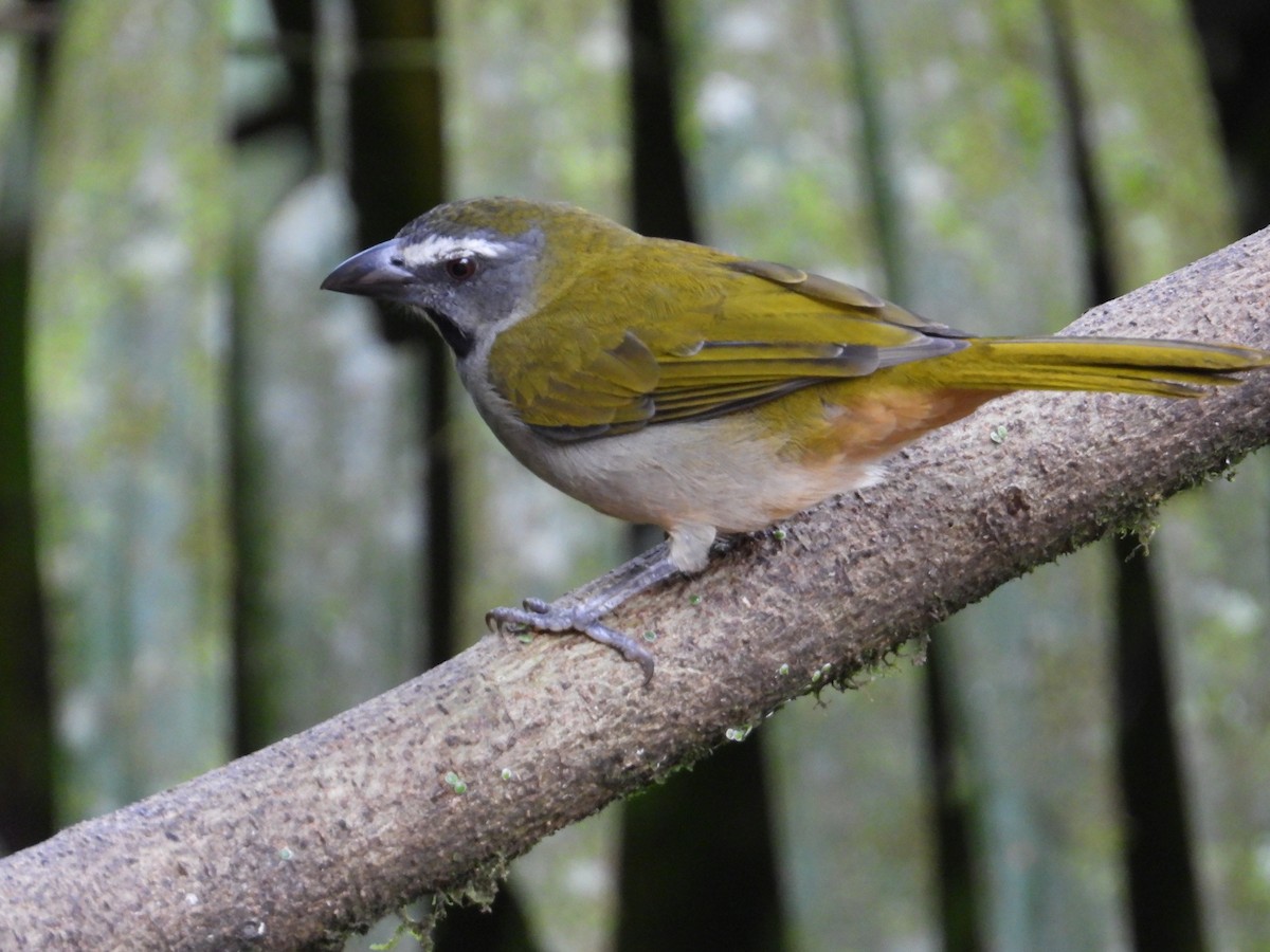 Buff-throated Saltator - Francisco Sornoza