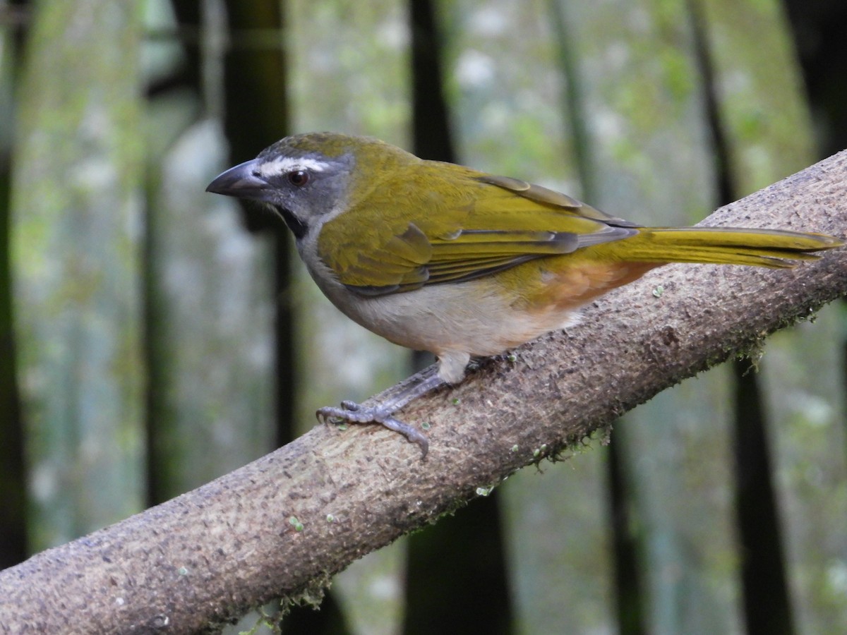 Buff-throated Saltator - Francisco Sornoza