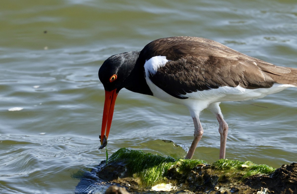 American Oystercatcher - ML619425269