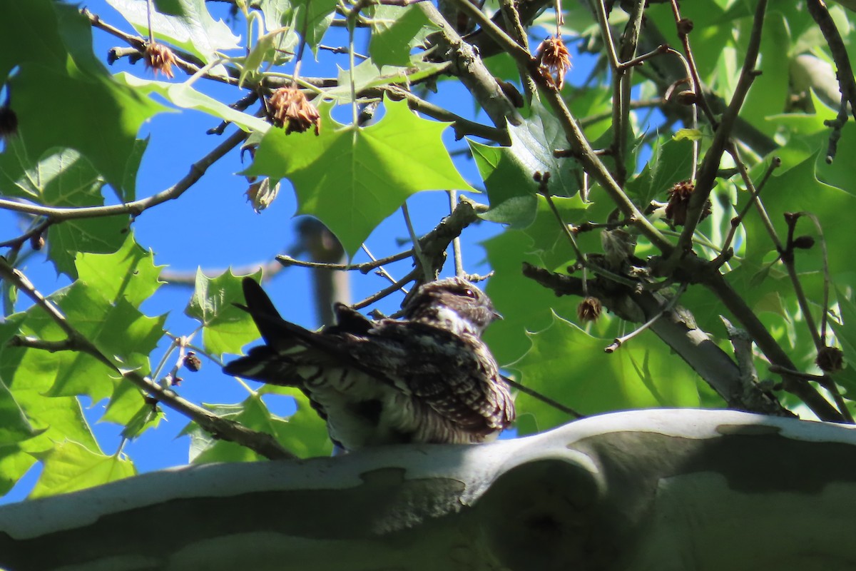 Common Nighthawk - Jon Selle