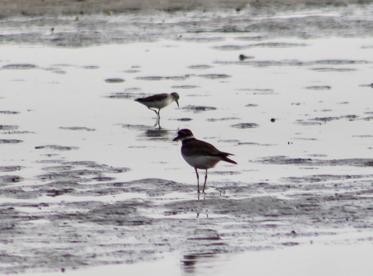 Killdeer - ML619425280