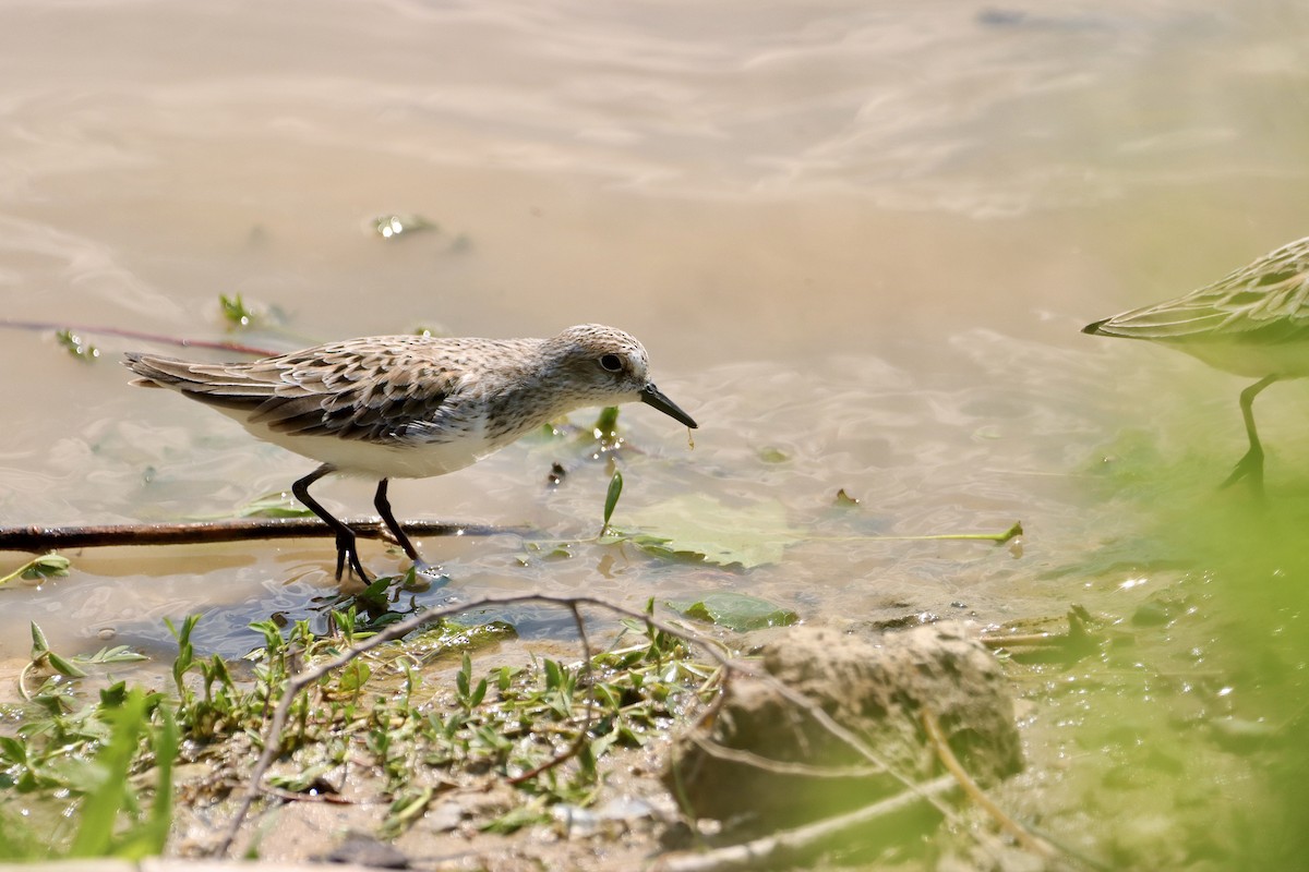 Semipalmated Sandpiper - ML619425281