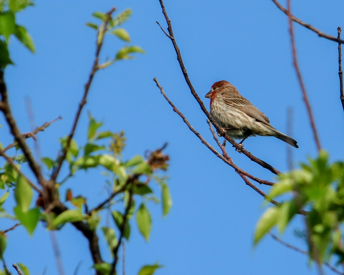 House Finch - Tom Fesolowich