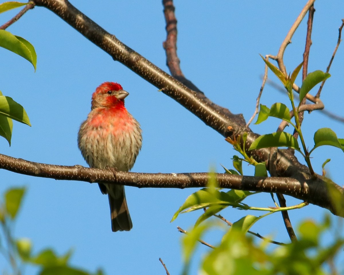 House Finch - Tom Fesolowich