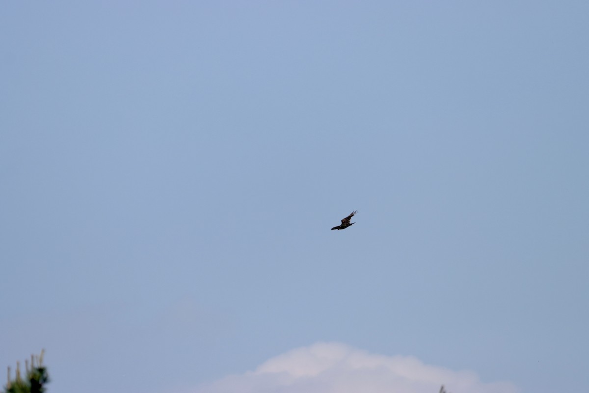 Turkey Vulture - William Going