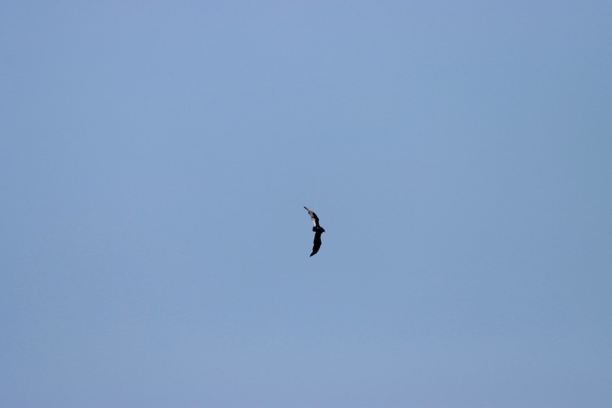 Turkey Vulture - William Going