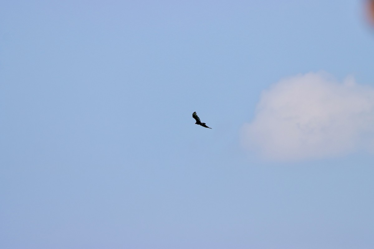 Turkey Vulture - William Going