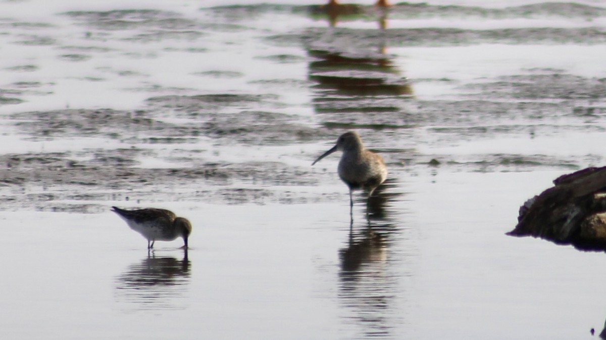 Dunlin - ML619425307