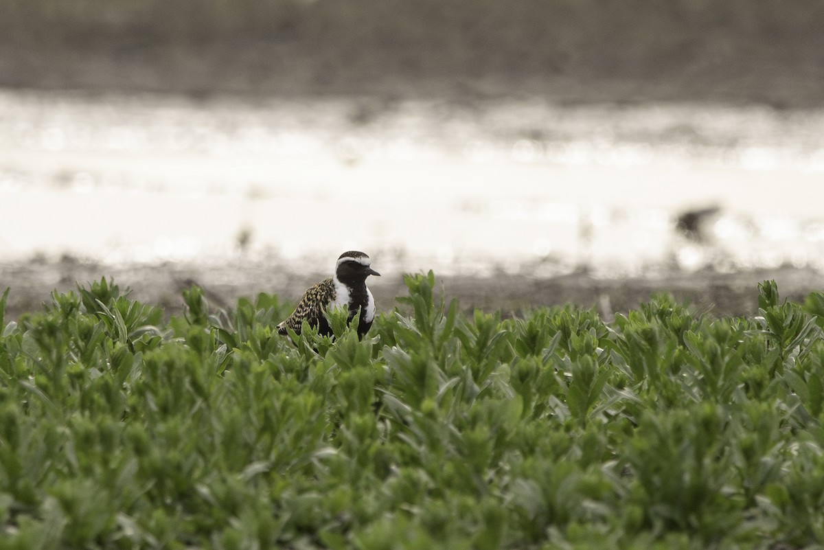 American Golden-Plover - ML619425308