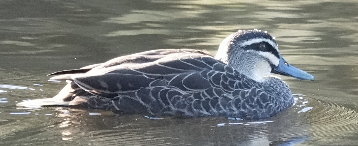 Pacific Black Duck - Alan Coates