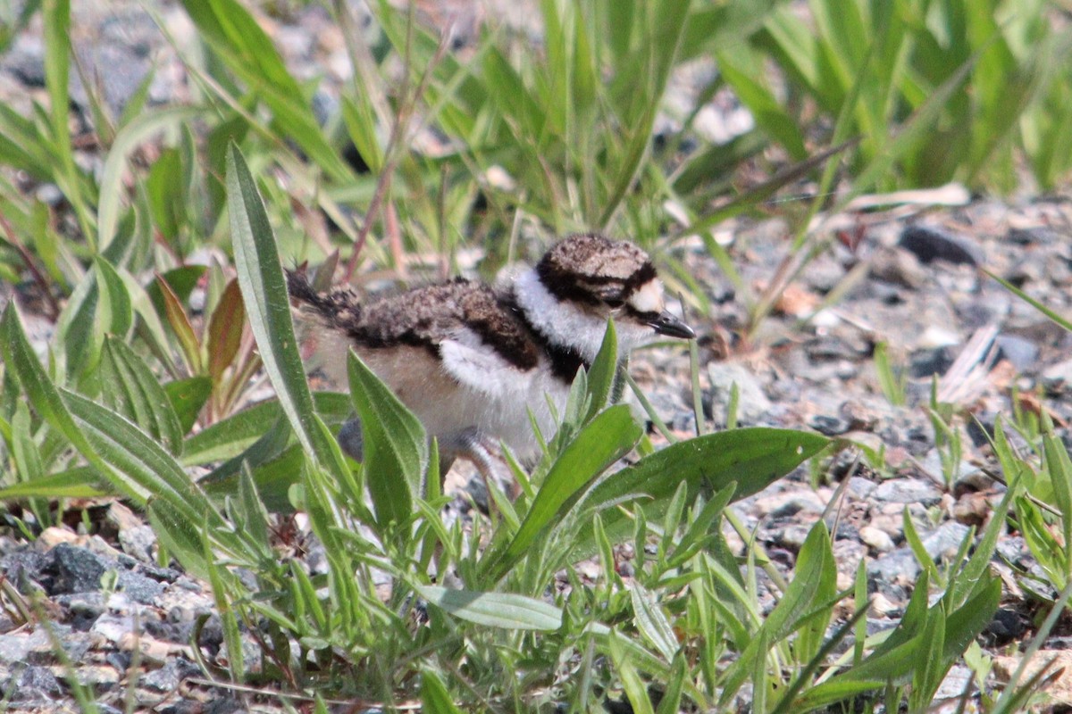 Killdeer - James Teitgen