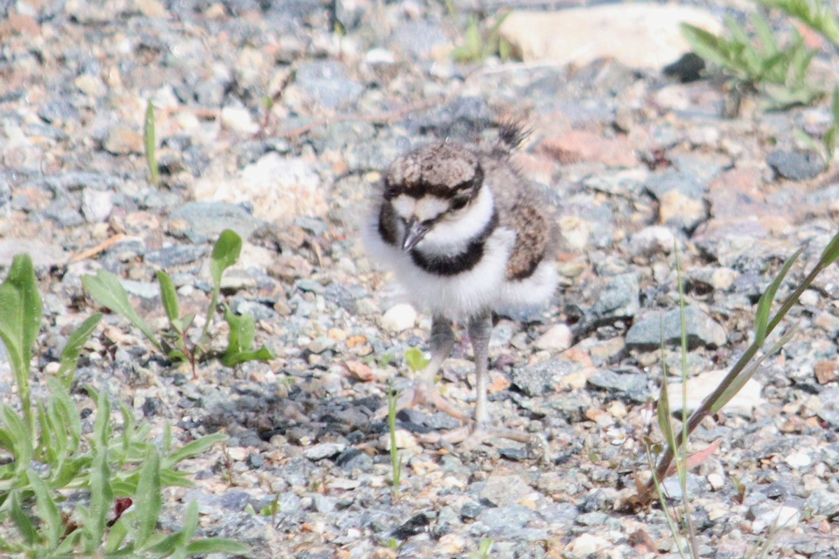 Killdeer - James Teitgen