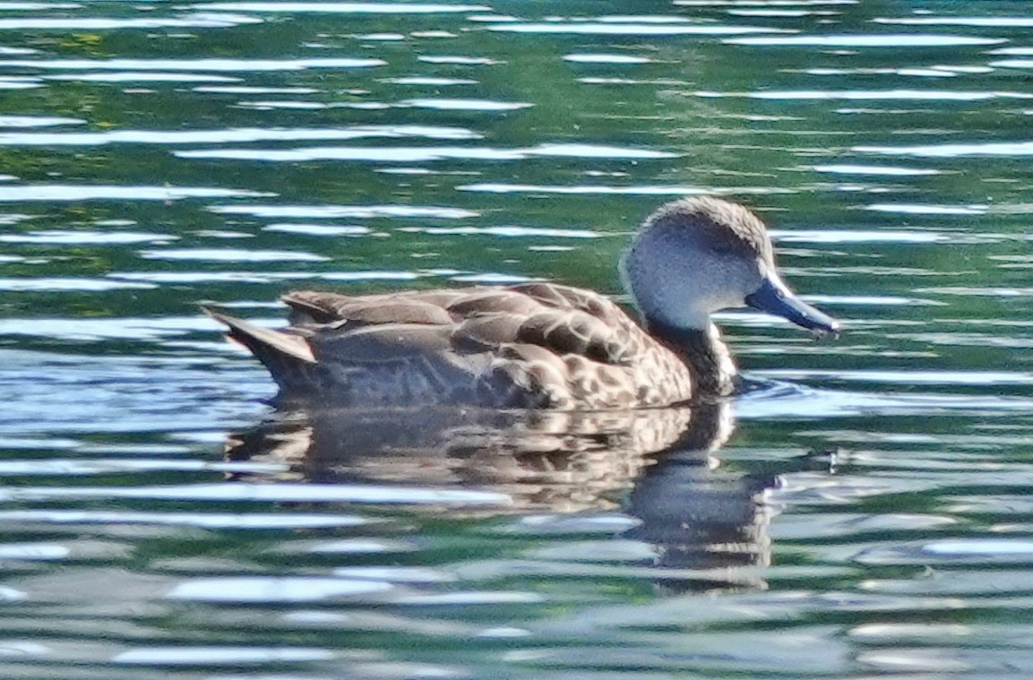 Gray Teal - Alan Coates