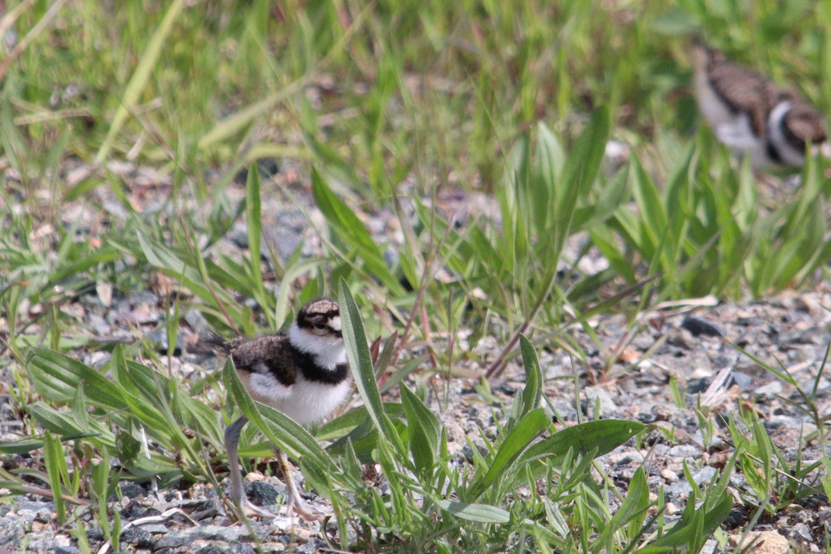 Killdeer - James Teitgen