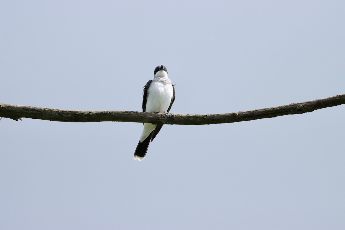 Eastern Kingbird - William Going