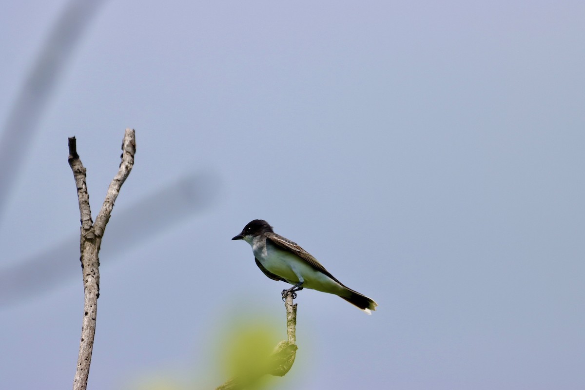 Eastern Kingbird - William Going