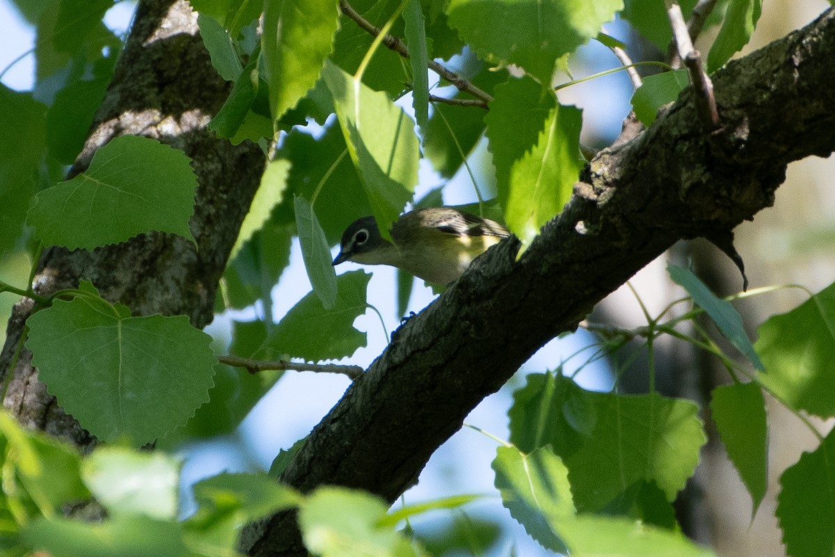 Mavi Başlı Vireo - ML619425337