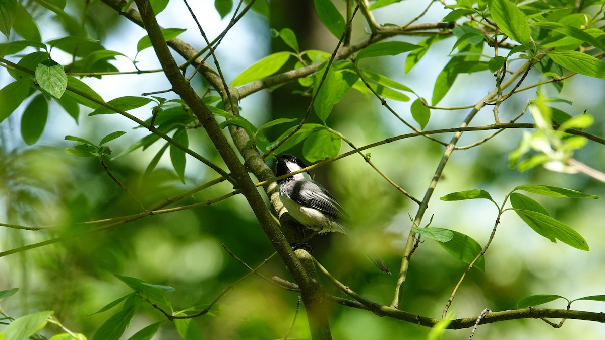 Black-capped Chickadee - ML619425343