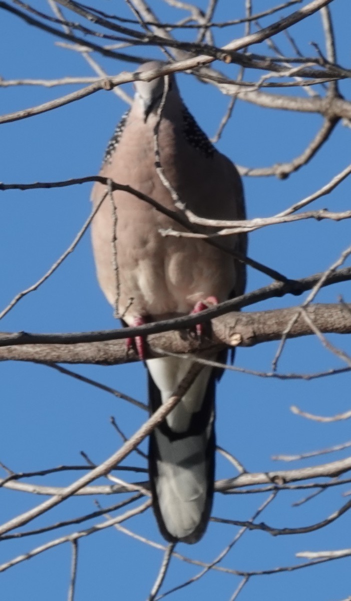 Spotted Dove - Alan Coates