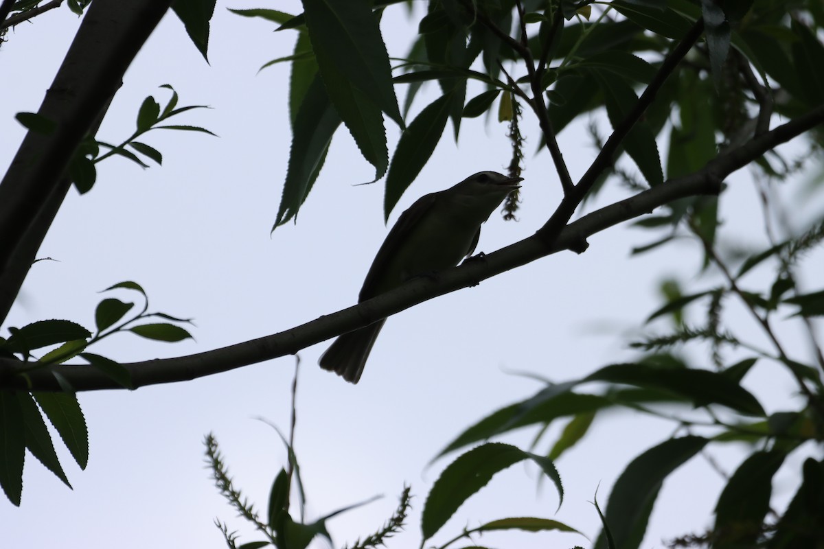 Warbling Vireo - William Going