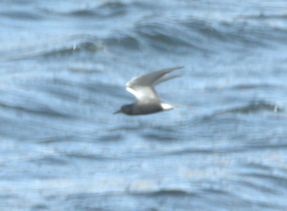 Black Tern - ML619425355