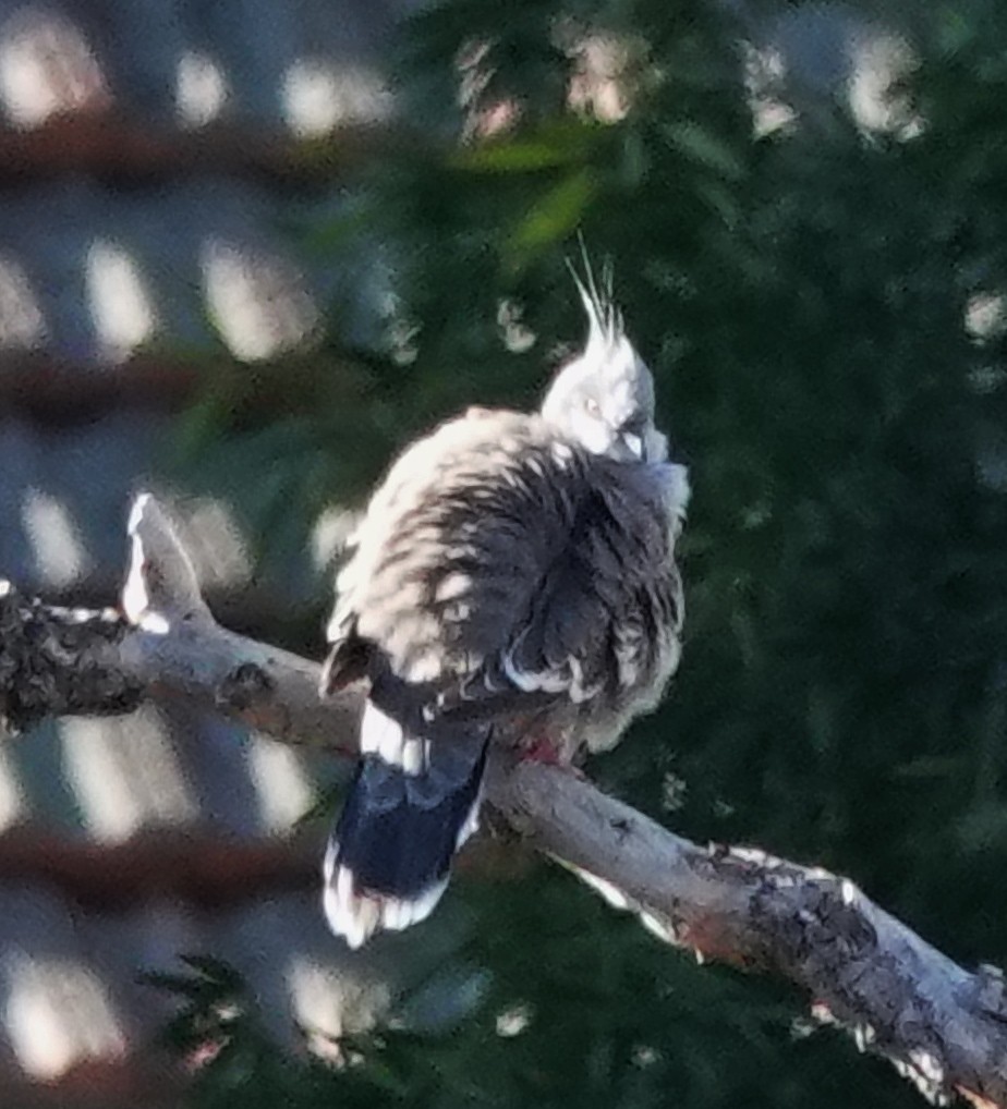 Crested Pigeon - Alan Coates