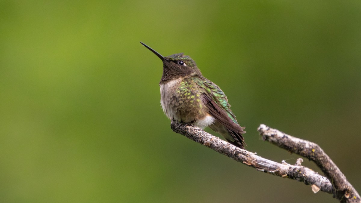 Ruby-throated Hummingbird - Arthur Mercado