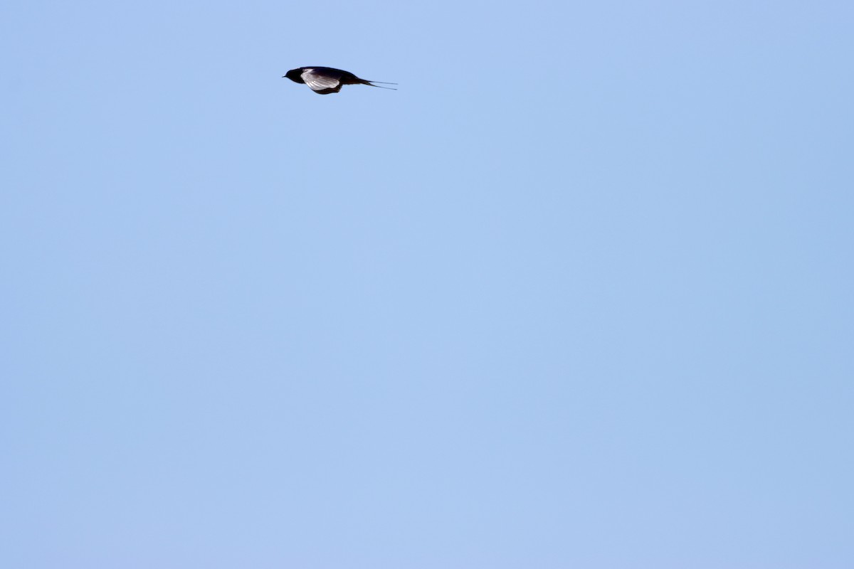 Barn Swallow - William Going