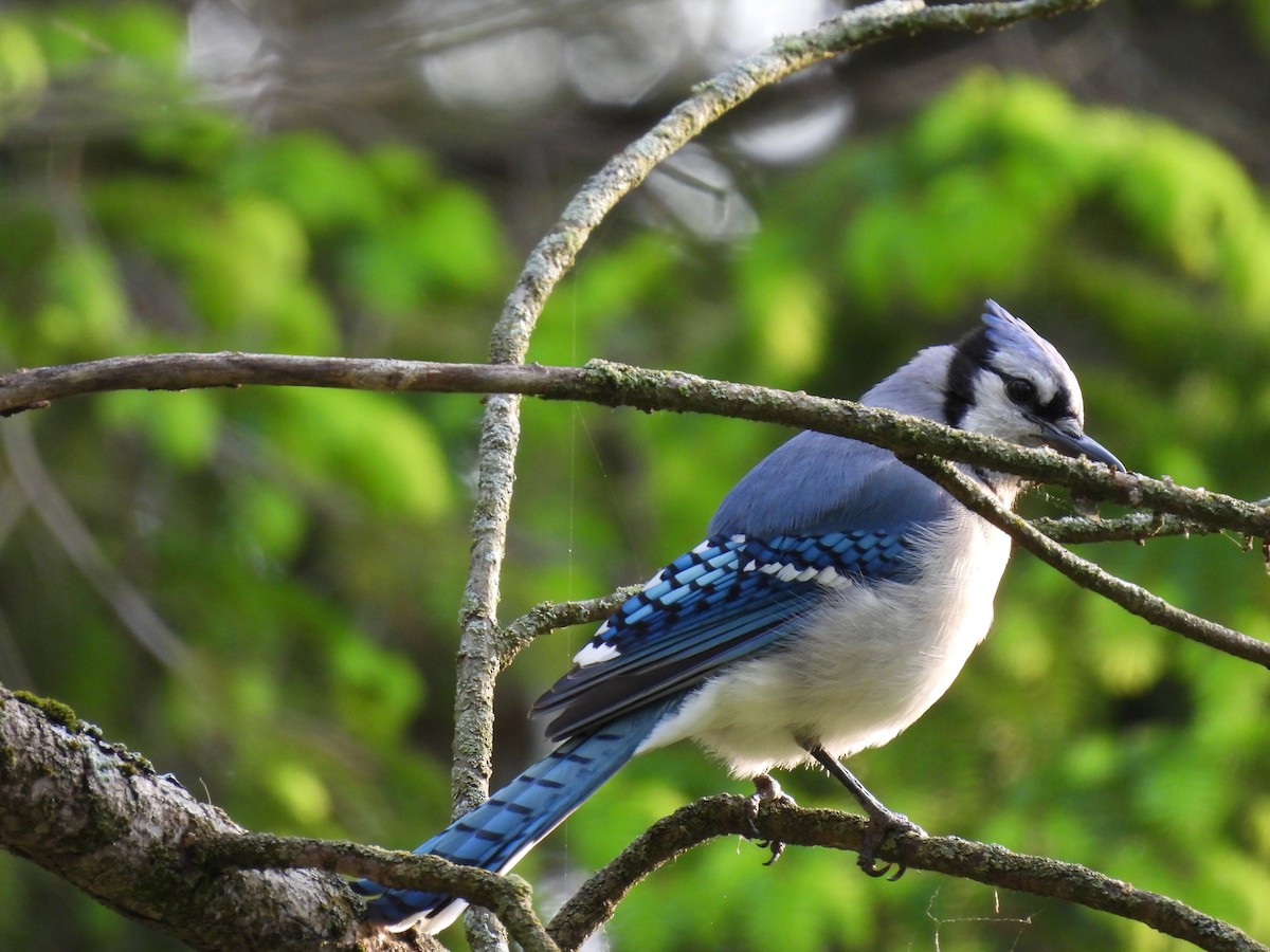 Blue Jay - Laura Griffin