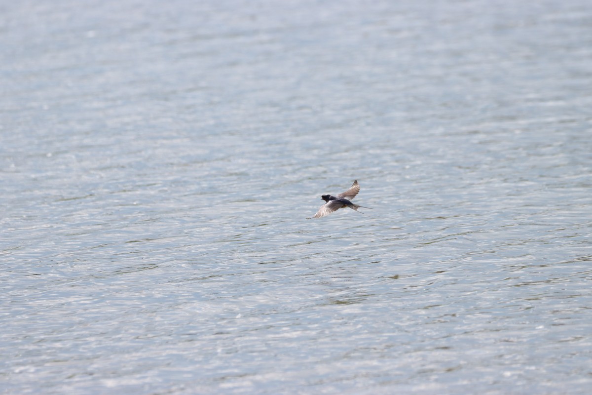 Barn Swallow - William Going