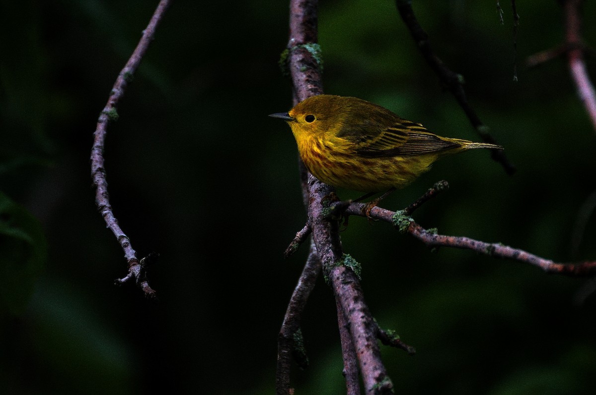 Yellow Warbler (Northern) - Dana Siefer