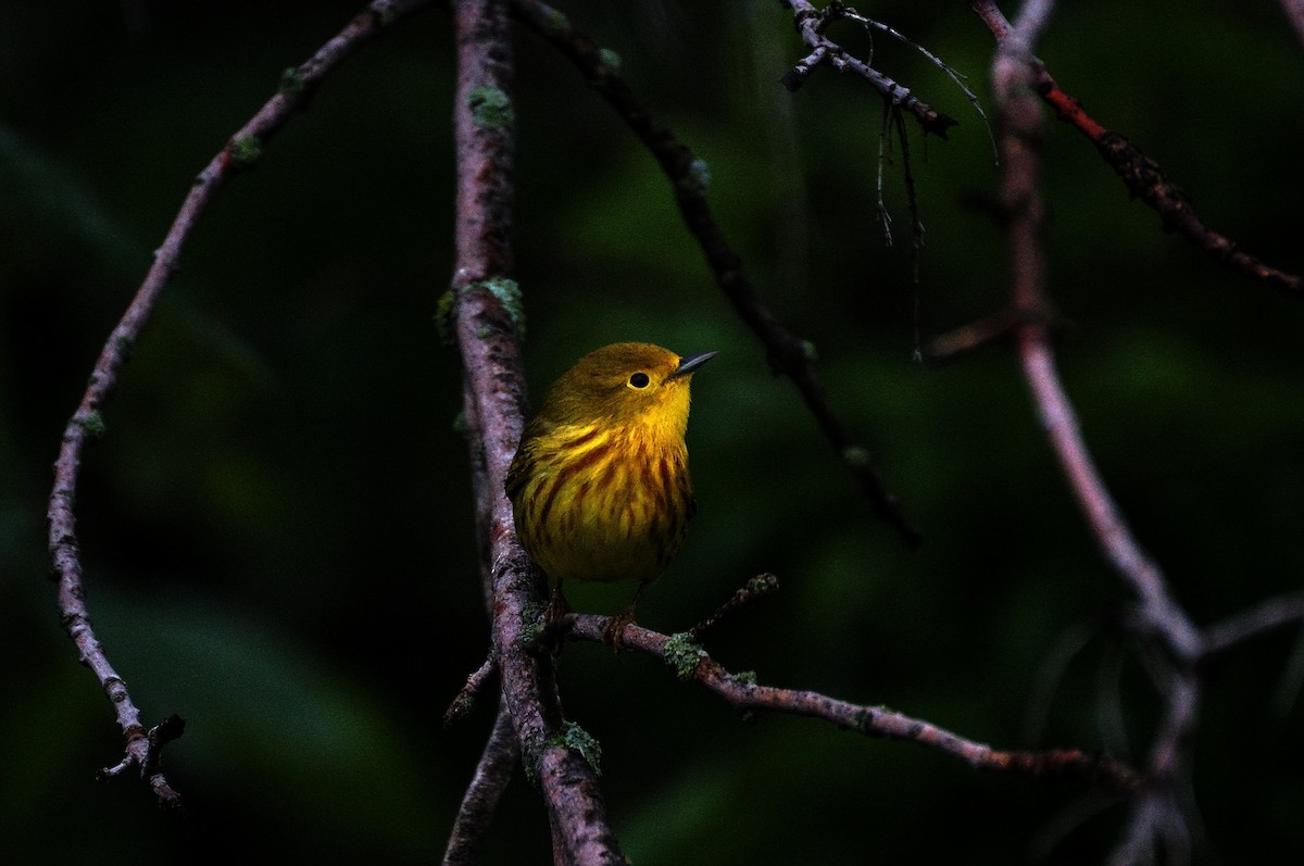 Yellow Warbler (Northern) - Dana Siefer
