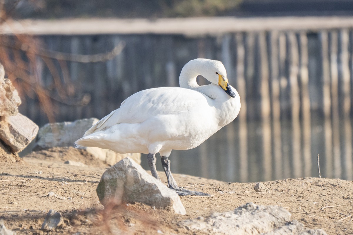 Whooper Swan - ML619425374