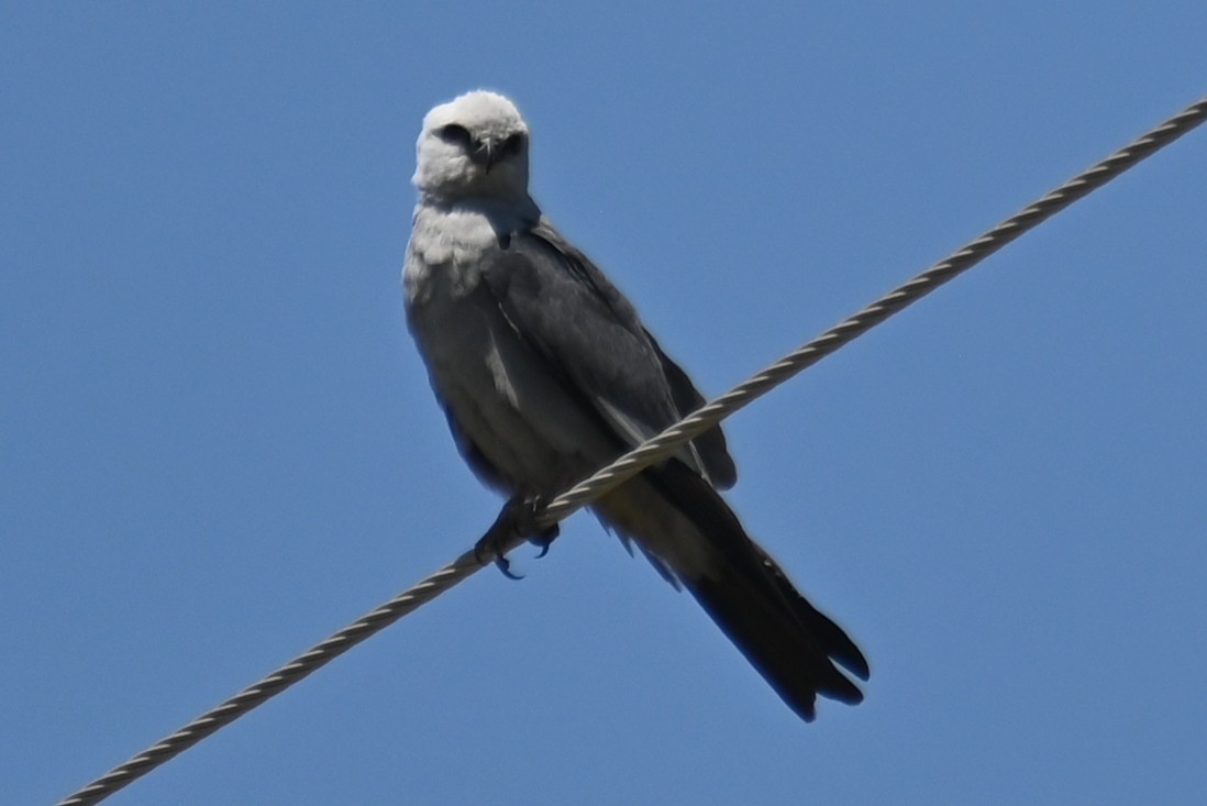 Mississippi Kite - Joe Cochran